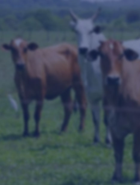 Industria de alimentos y fertilizantes